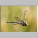 Aeshna juncea - Torf-Mosaikjungfer m05c - Hellern-Wiese-Tuempel.jpg